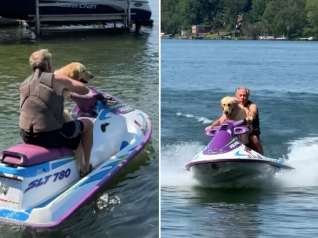 Il Golden Retriever che fa un giro in moto d’acqua con il nonno: è l’immagine della felicità