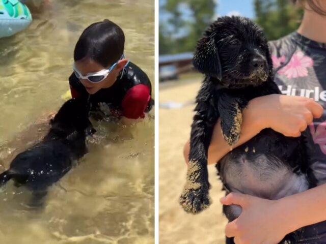 Sì, lo ammettiamo: poche cose sono più tenere della prima nuotata di questo piccolo Labrador