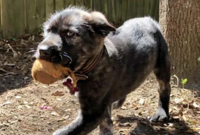 Le persone hanno espresso perplessità quando una donna ha mostrato le foto di questo cane