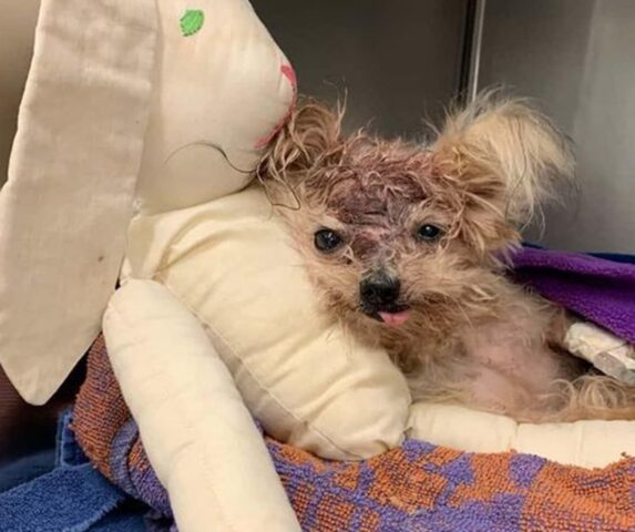 Cane dentro il bidone della spazzatura con una ferita alla testa vola sul ponte dell’arcobaleno pochi giorni dopo