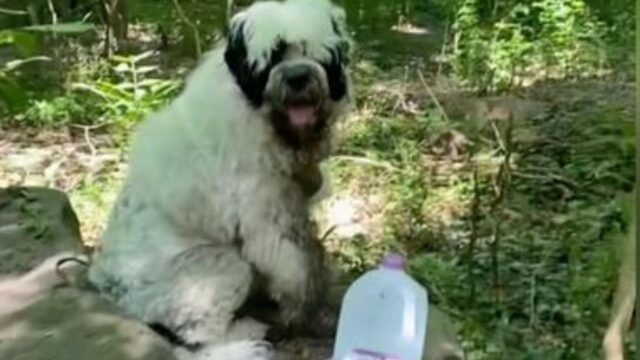 Una donna trova un cane abbandonato nel bosco, ma dopo un po’ capisce davvero qual è la sua storia