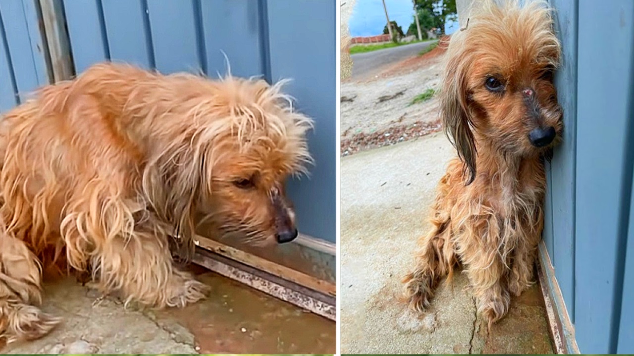 Cane con la pelliccia aggrovigliata