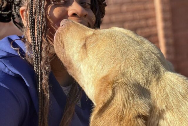 È rimasto per due giorni in un fosso dopo essere stato investito: nessuno voleva fare qualcosa per questo cane