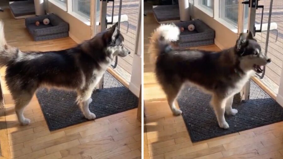 cane che guarda fuori dalla porta