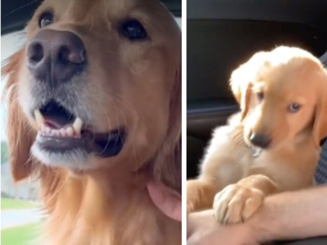 Il papà e il Golden Retriever ricreano il momento del loro primo viaggio in macchina ed è una scena adorabile