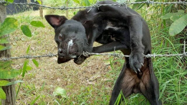 Per liberarsi dal filo spinato il cane ha lottato strenuamente, ma da solo non ce l’avrebbe mai fatta