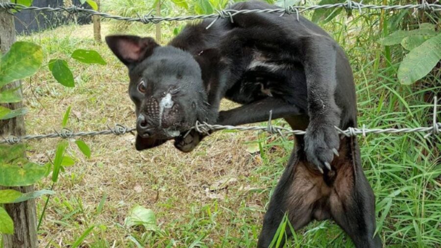 un cane nero incastrato