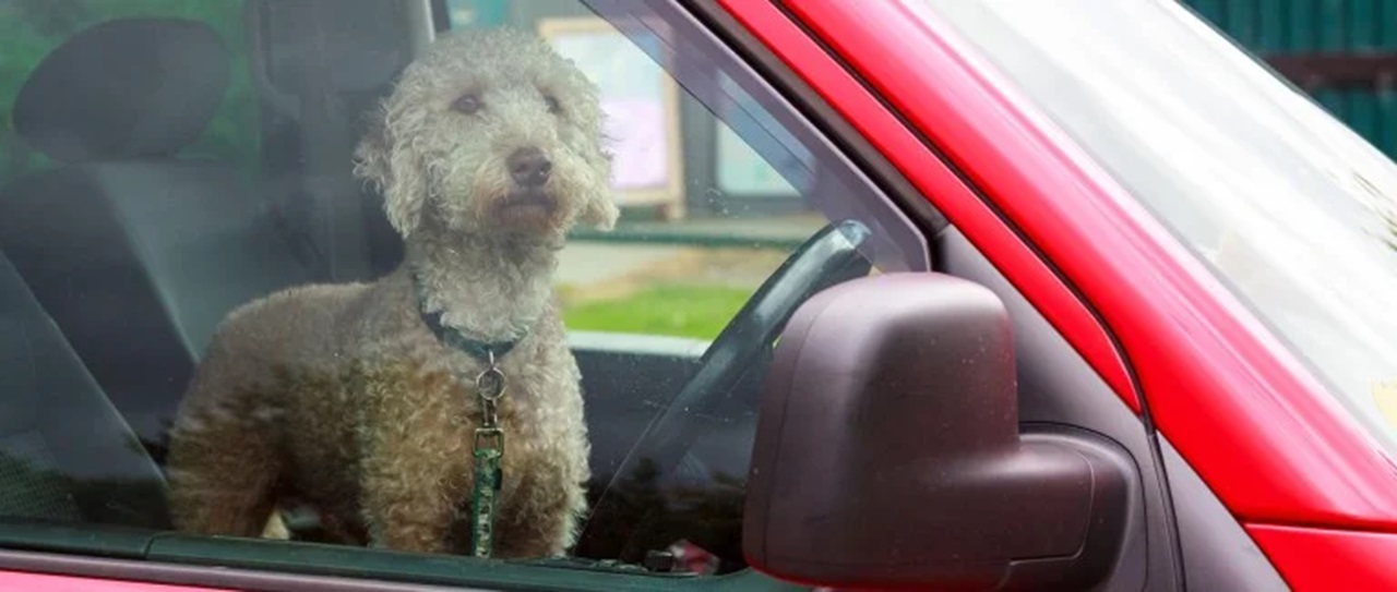 Cane al caldo in auto