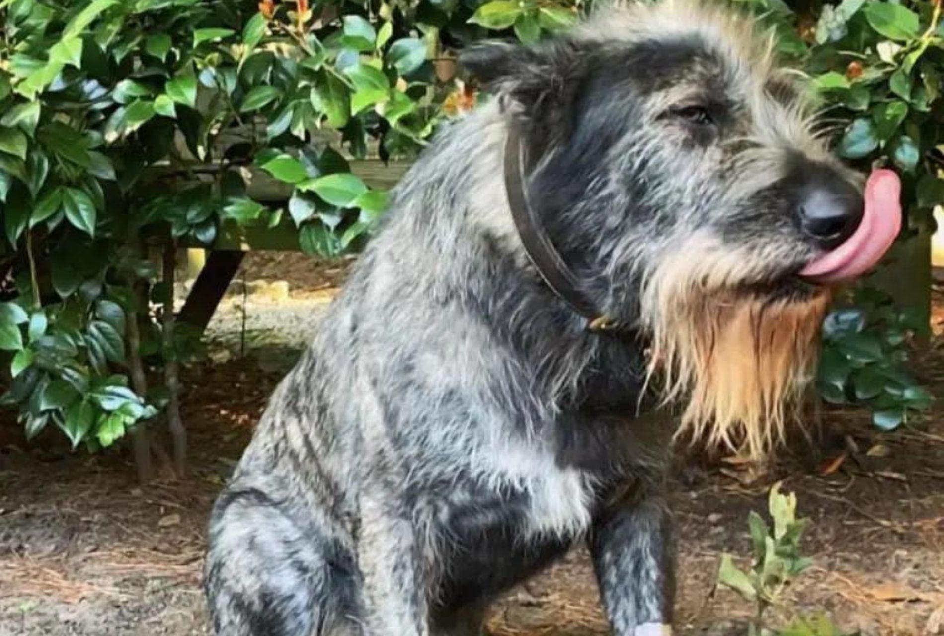 cane dall'aspetto strano