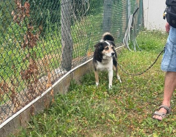 Cane rimasto orfano del senzatetto: Tommy ha trovato una nuova casa per sempre