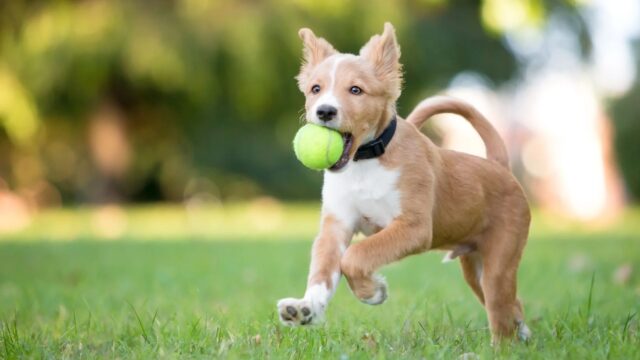 Cane rivuole la sua palla e inganna un suo simile per riaverla indietro