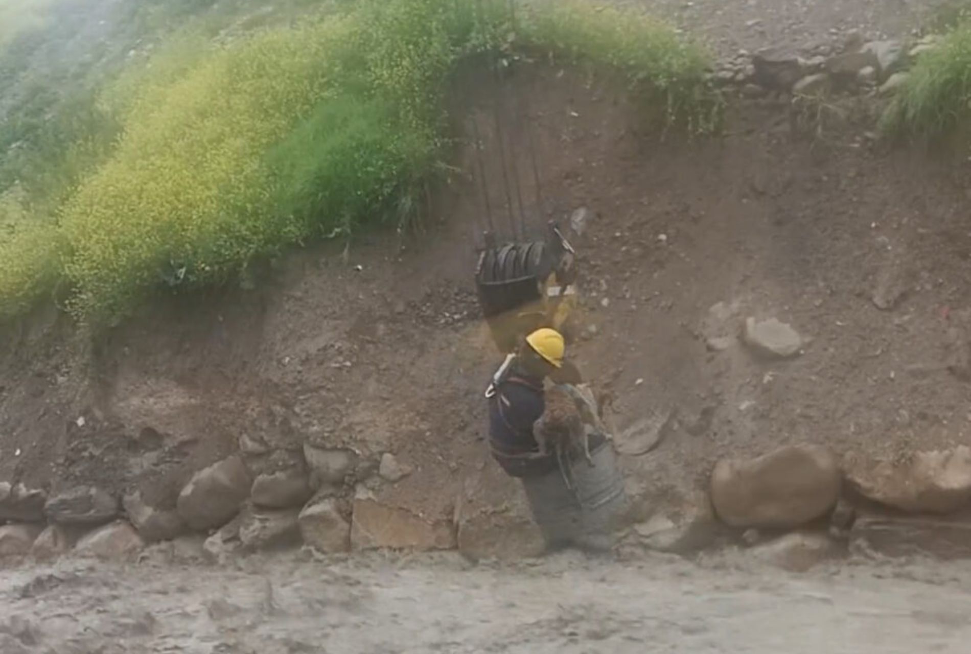 cane salvato da fiume in piena