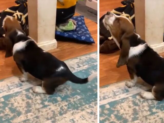 Il primo “acuto” del Basset Hound quando sente la musica è semplicemente una cosa tenerissima