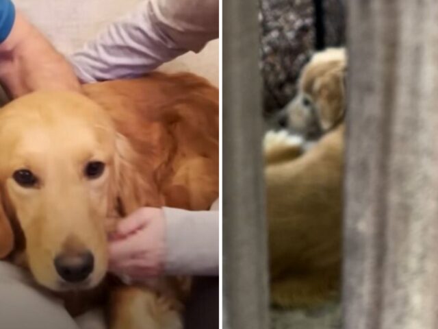 Il Golden Retriever trascurato che ha passato 8 anni al freddo finalmente vive il momento del riscatto