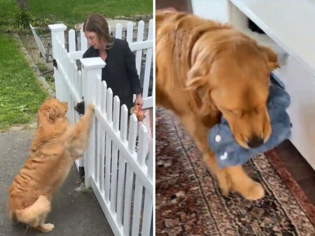 Il Golden Retriever sa che sta per andare in vacanza con la nonna e non contiene l’emozione