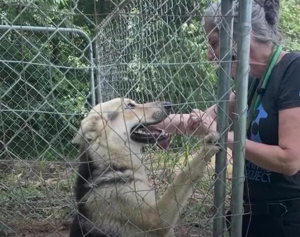 Cane vissuto in un recinto all’aperto: la reazione quando arriva in una nuova casa ed è libero