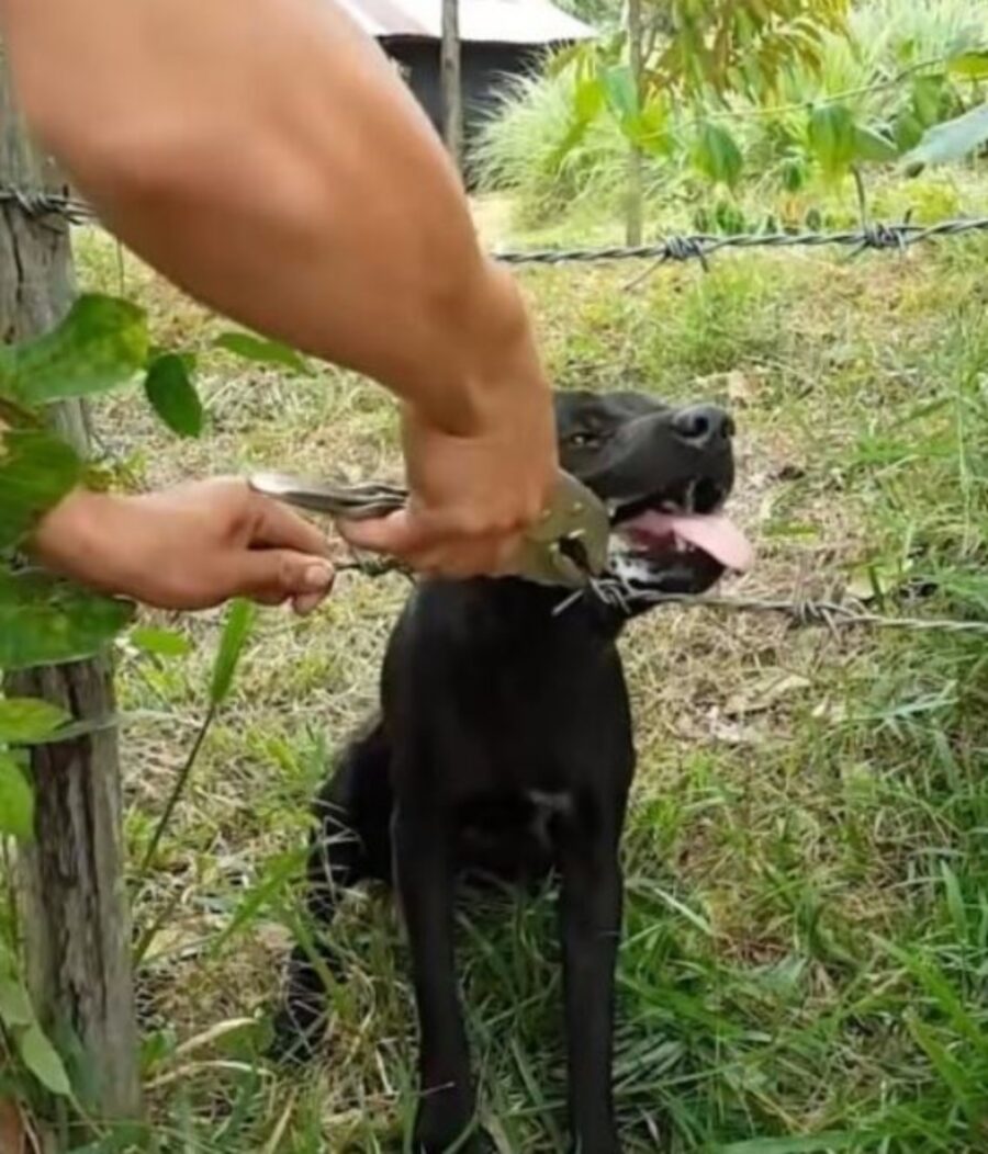 un cane nero incastrato nel filo spinato