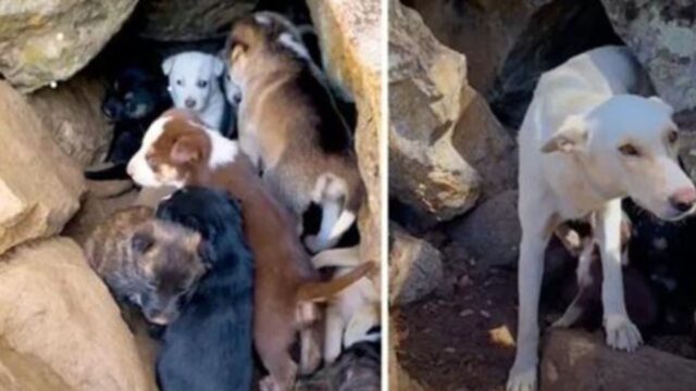 La donna trova 10 cuccioli di cane abbandonati in una grotta e no, non erano soli