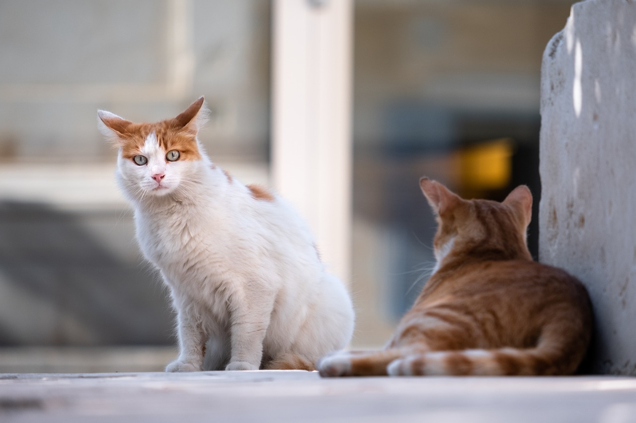 Gatti e caldo