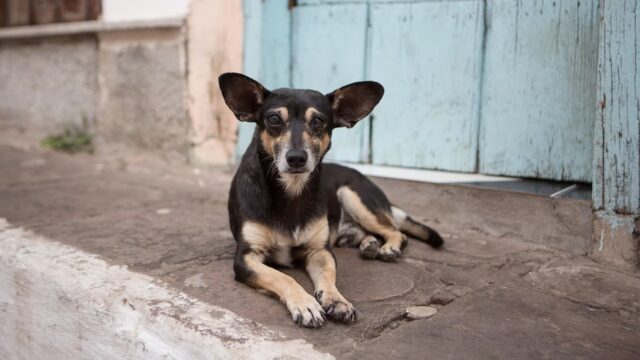 Cani randagi salvano un uomo picchiato e sepolto vivo