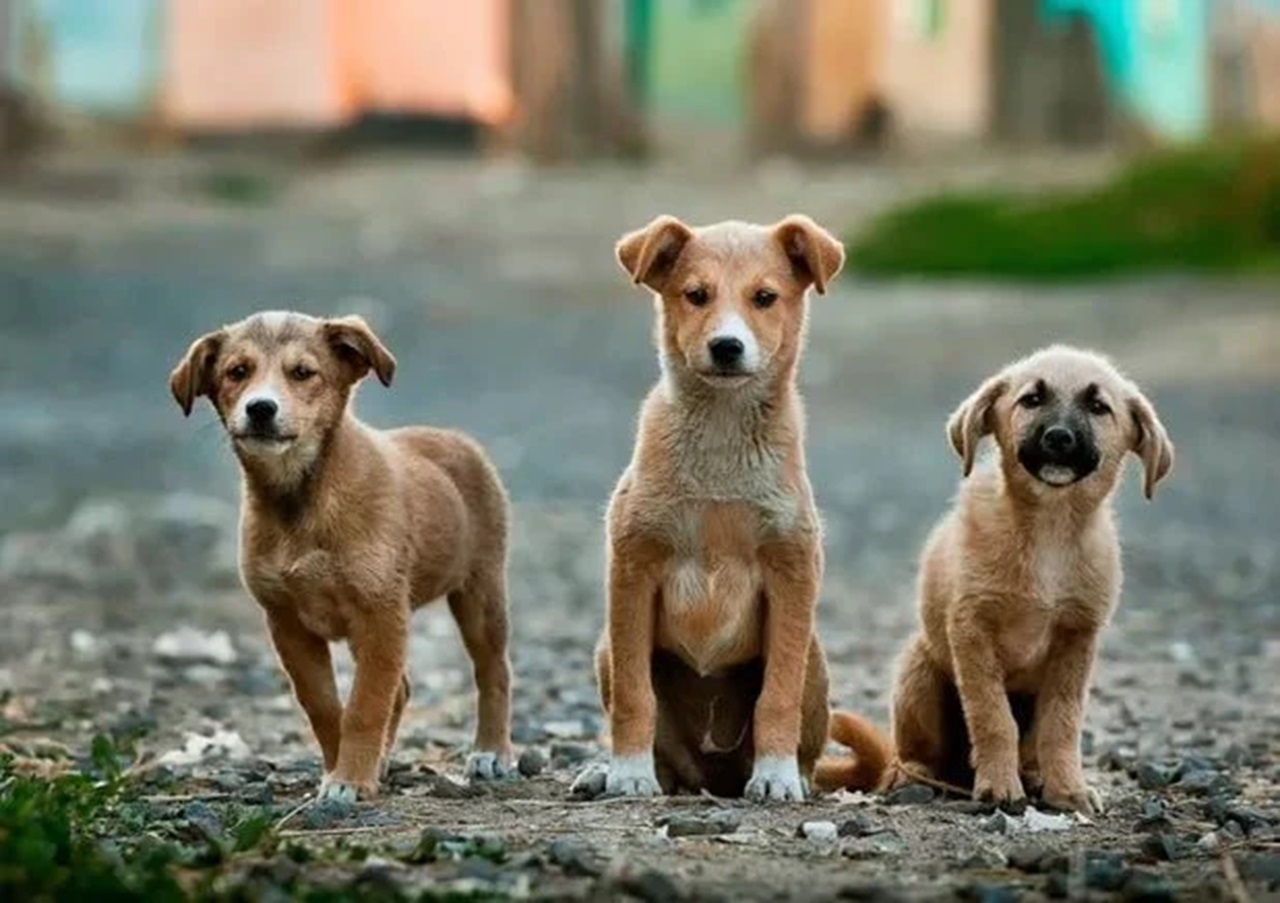 Cani randagi senza famiglia