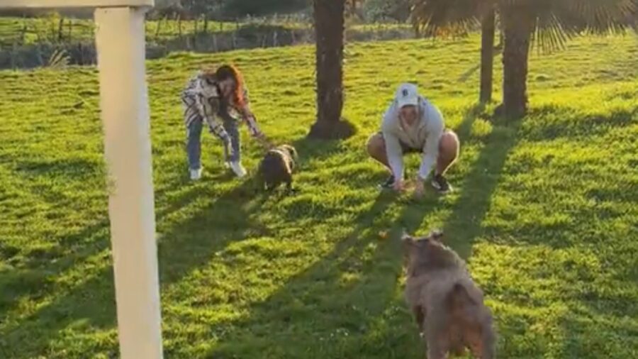 cani che corrono incontro ai proprietari