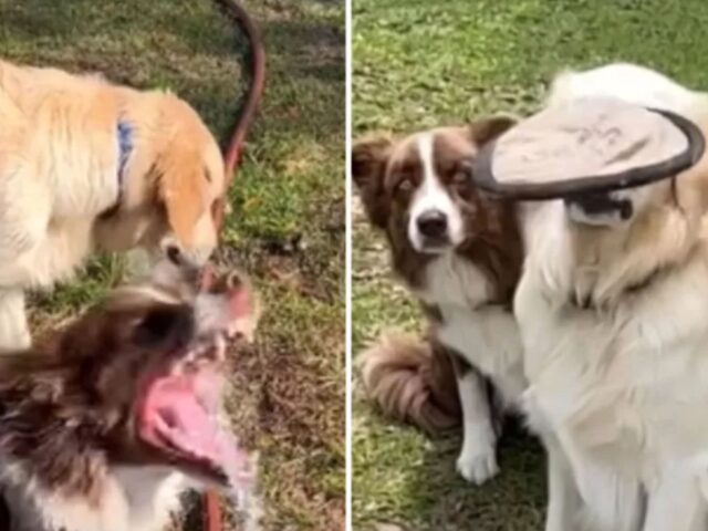 Questione di attitudine: il papà umano filma la vera differenza tra il Golden Retriever e il Border Collie