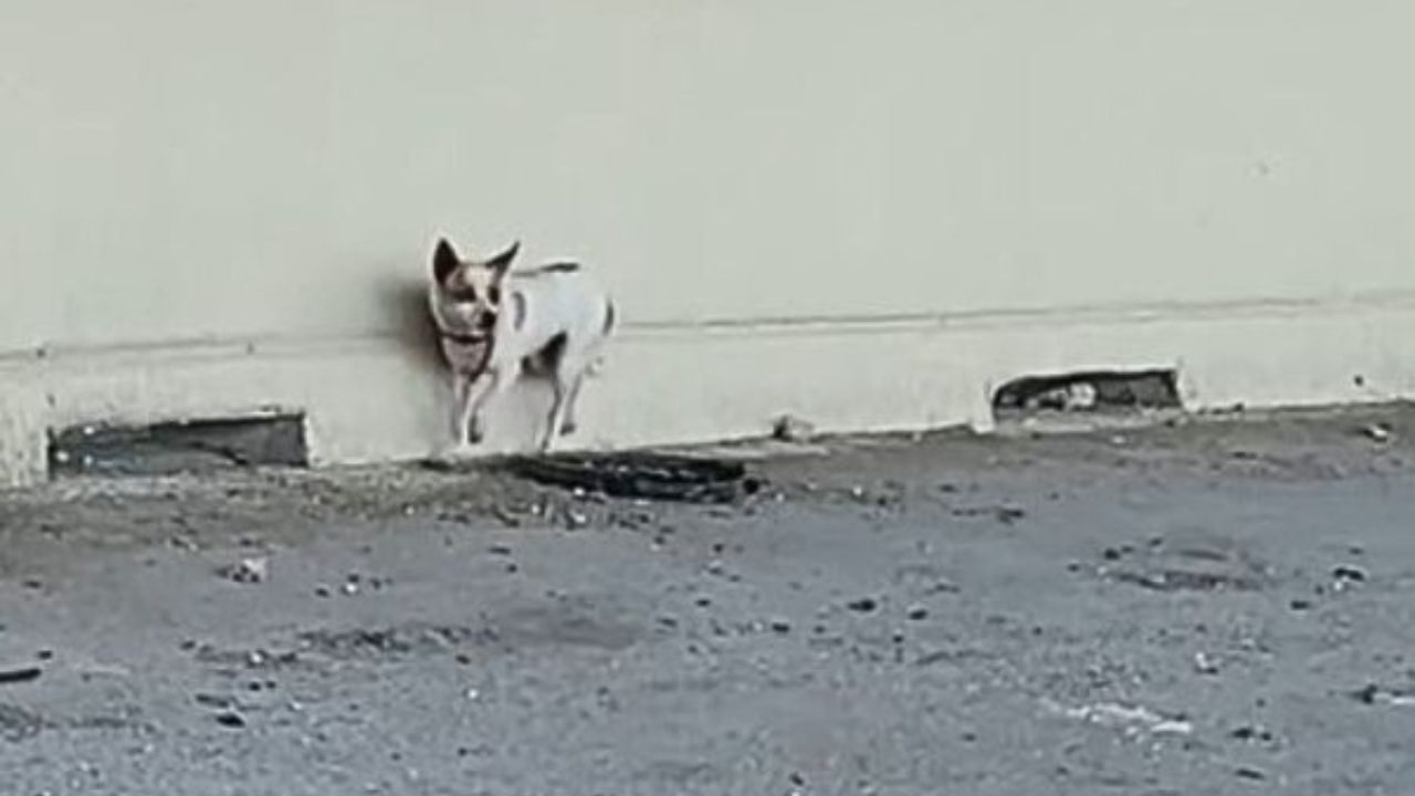 chihuahua in autostrada