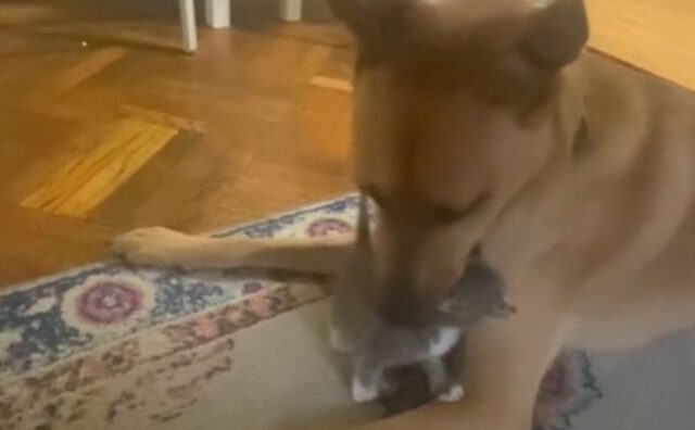 Questo Malinois non lo sapeva, ma il suo destino era già scritto: doveva proprio avere un compagno felino