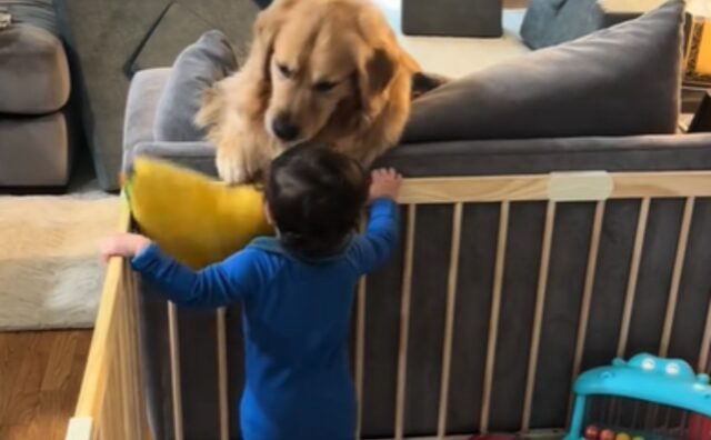 Puro amore: il cucciolo di Golden Retriever condivide i suoi giochi con il fratellino, senza esitazione