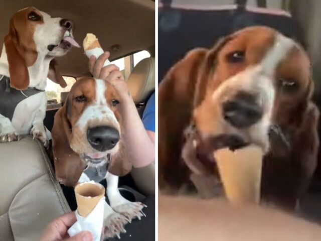 Il Beagle appena uscito dal rifugio che assaggia per la prima volta il gelato è la cosa più tenera che vedrete oggi