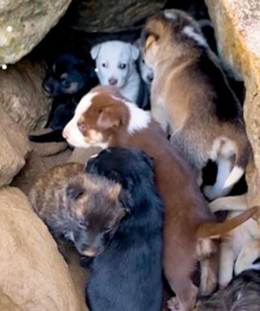 dei cuccioli di cane di qualche mese