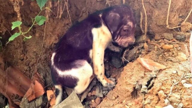 Il cucciolo di cane stava sopravvivendo come poteva, esposto ai pericoli della natura selvaggia