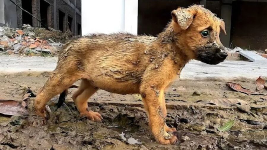 un cucciolo sporco