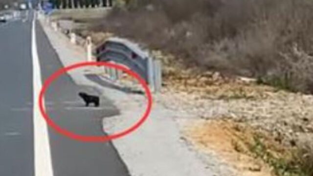 La donna si accorge della presenza di un cucciolo che piange sul ciglio della strada e decide di correre da lui