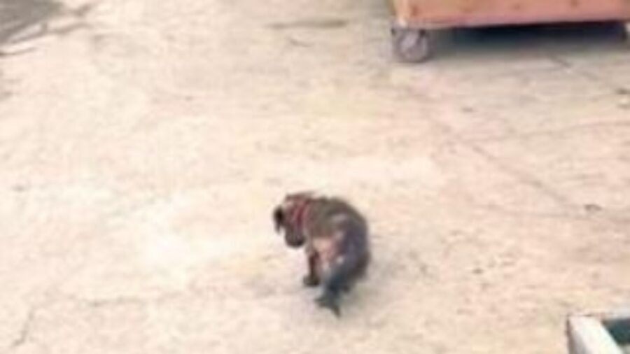 un cucciolo piccolo abbandonato