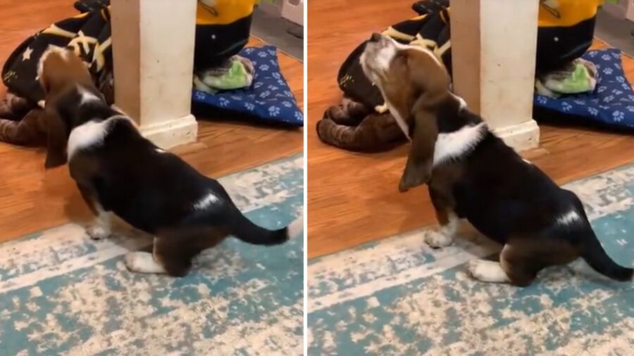 cagnolino con pelo bianco, marrone e nero