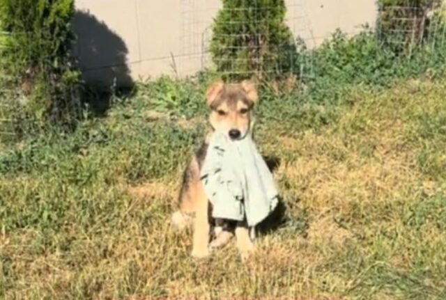 Le condizioni in cui hanno trovato questo cucciolo di cane erano pessime, ma lui voleva ancora lottare