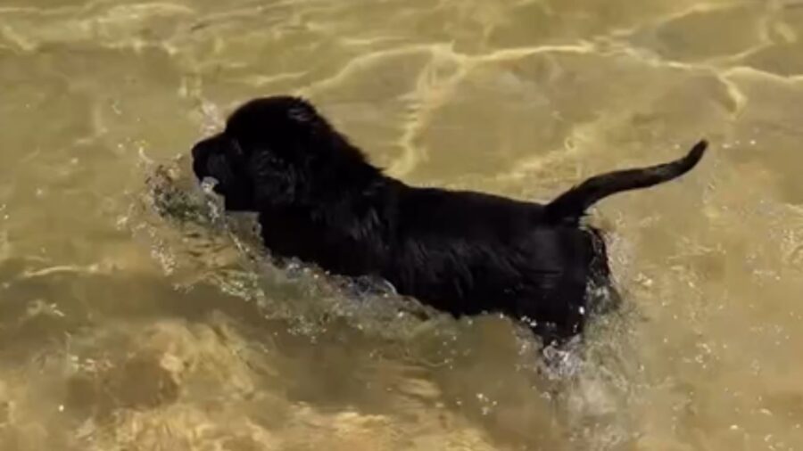 piccolo cane in movimento