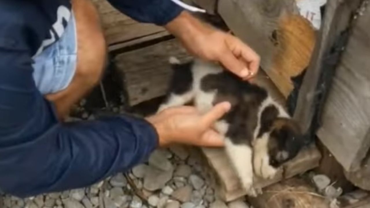 cucciolo lanciato oltre recinsione