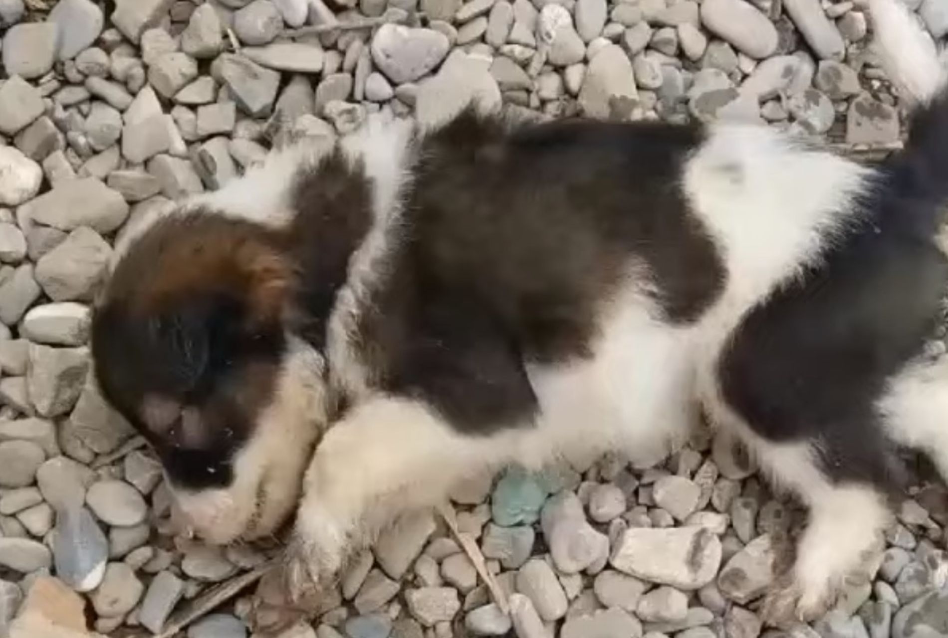 cucciolo lanciato oltre recinsione