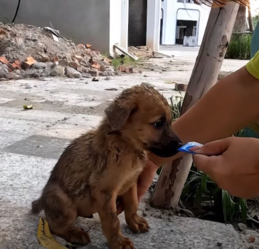 un cucciolo randagio