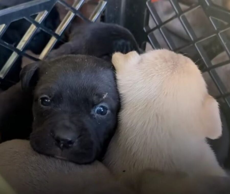 due cuccioli salvati