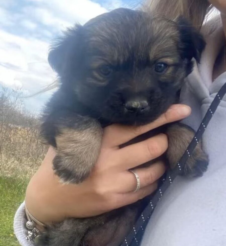 un cucciolo di cane abbandonato