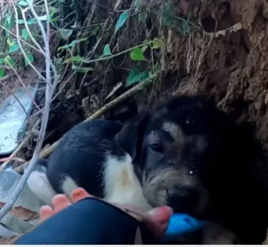 un cucciolo nella foresta