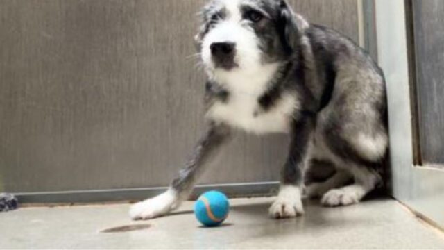 Nessuno dei due ha avuto vita facile, ma questo è il momento in cui il cane si è riunito al suo amato fratello