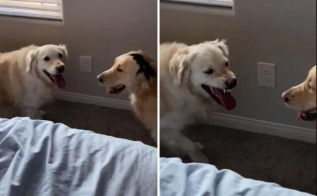 Questo è il momento esilarante in cui la donna capisce che il suo Golden Retriever ha sempre e solo finto di essere gentile (VIDEO)