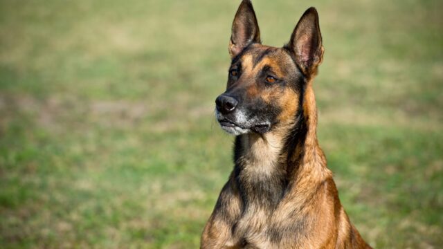 La famiglia di Alain Delon non farà sopprimere il cane dell’attore deceduto