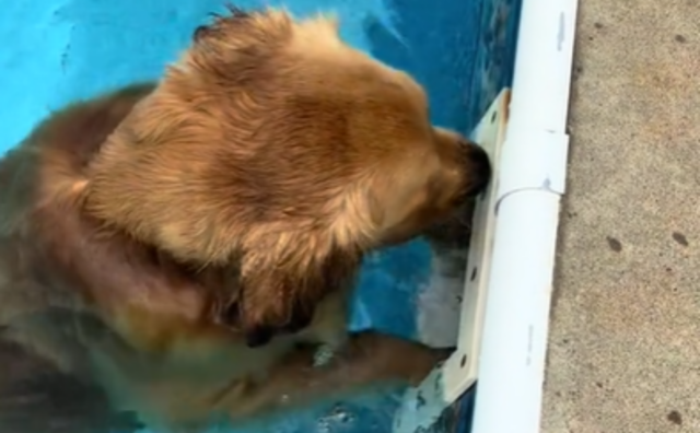 Sì, questo Golden Retriever è a dir poco ossessionato dal filtro della piscina (ed è divertentissimo)