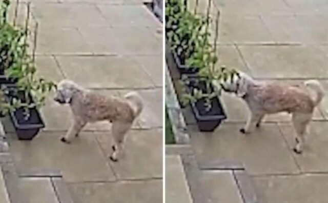 La telecamera di sicurezza cattura il momento in cui questo cane decide di compiere il “furto” perfetto (VIDEO)